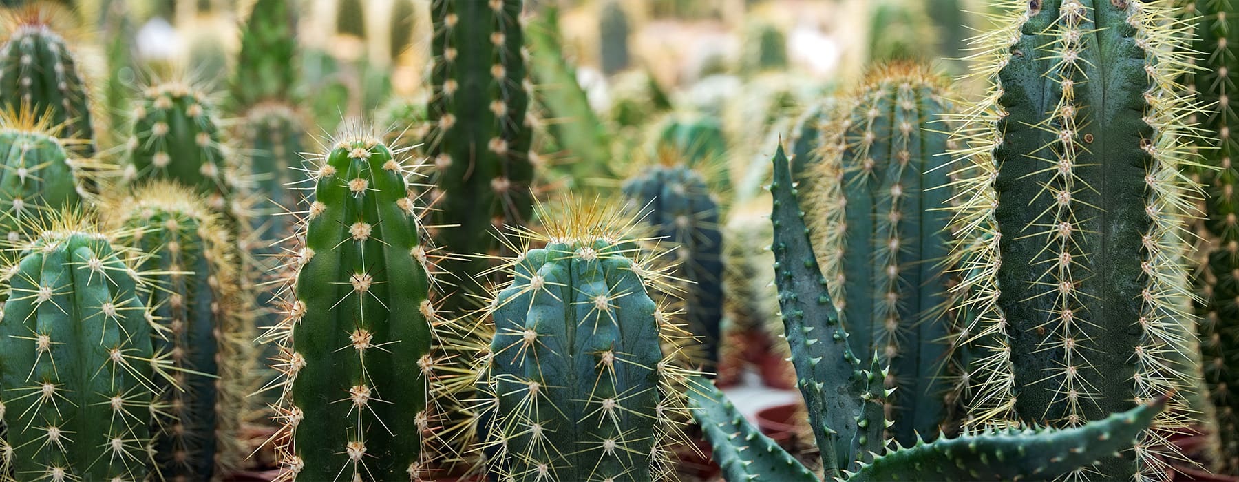 view of a cactus garden showing many types and green lush cactus colors